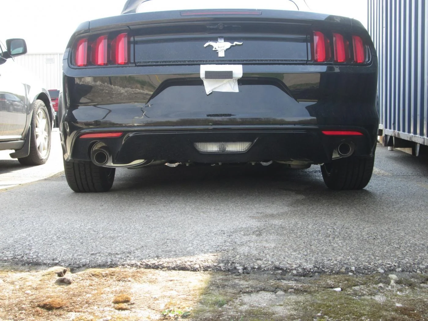 mustang 008.webp