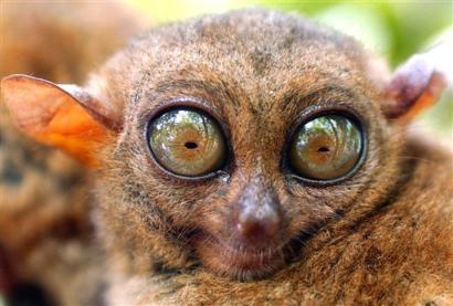 PhTarsier.jpg