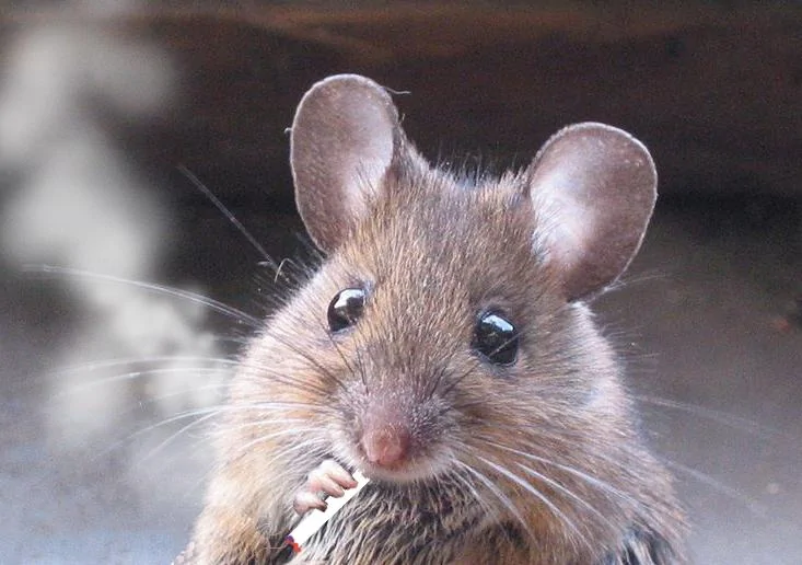 smoking_rat_by_nendozuki-d4czfvx.webp