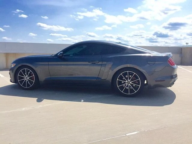 mustang1.webp