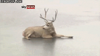 hCA0183B7.gif