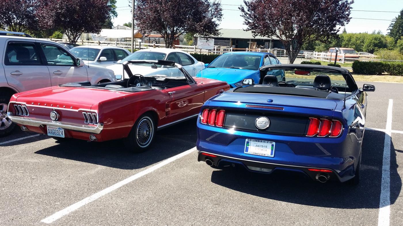 Mustangs Rear Med.jpg