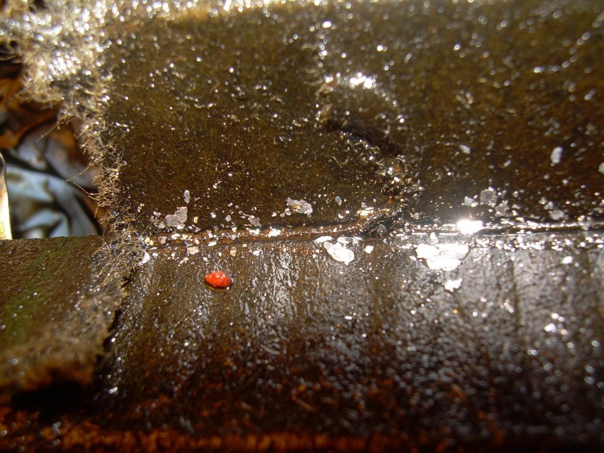 41275d1335152396-metal-flakes-oil-filter-dscn0296.jpg