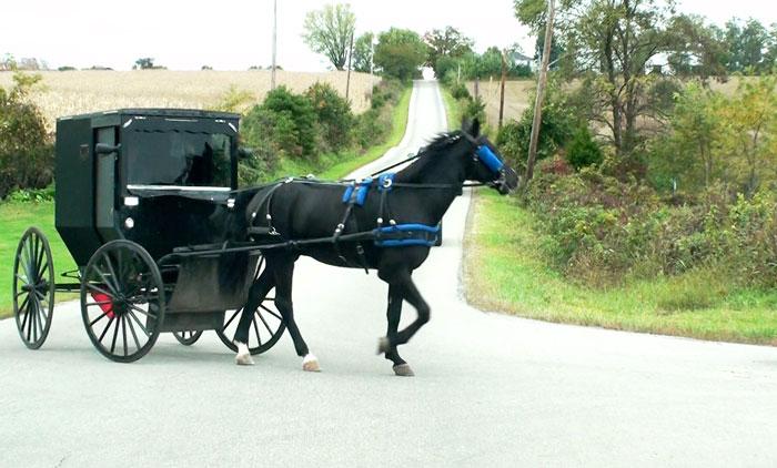 horse-and-buggy-700.jpg