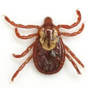 American-dog-tick.webp