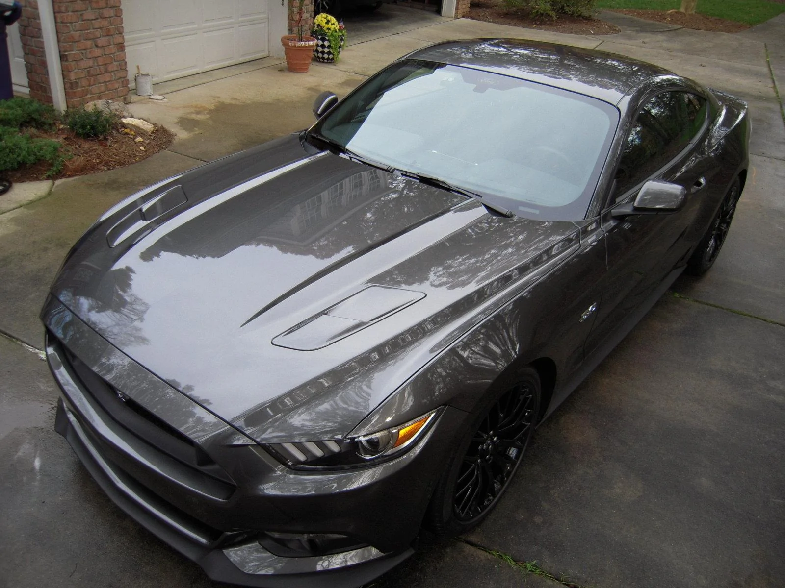 stang11.webp