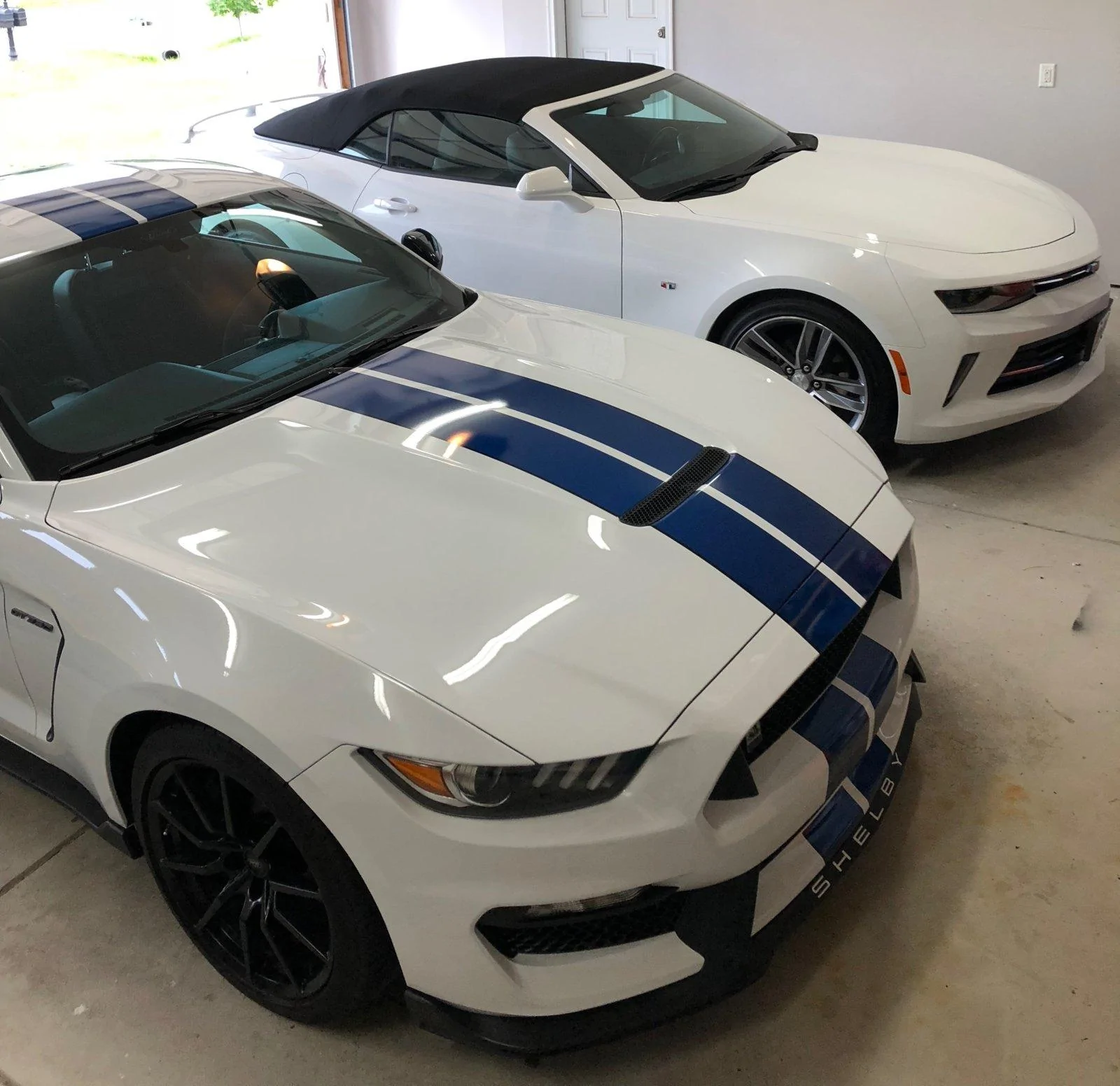 Shelby & Camero.webp