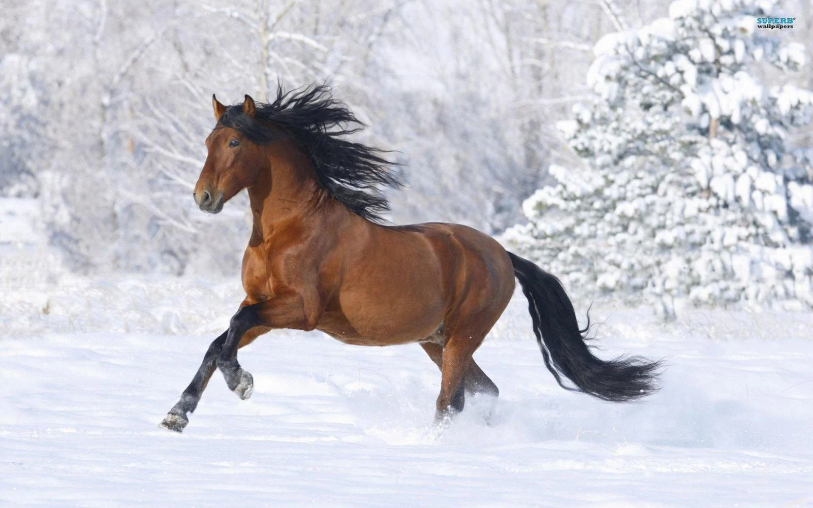mustang in the snow.webp