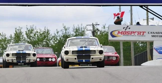 Polito Ford SHELBYS.webp