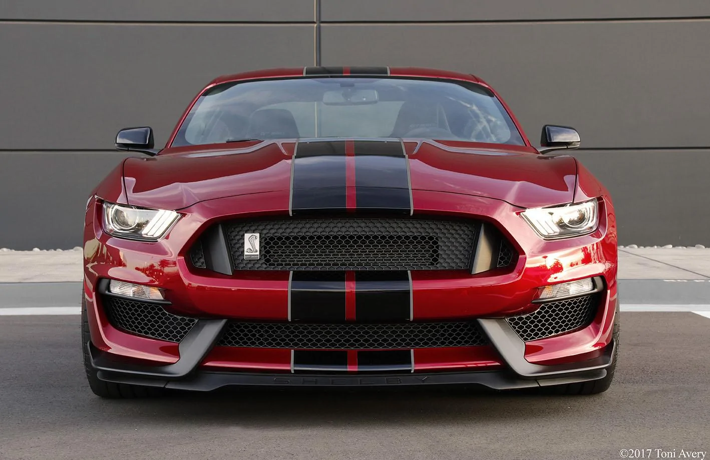 Shelby-front-adj.webp
