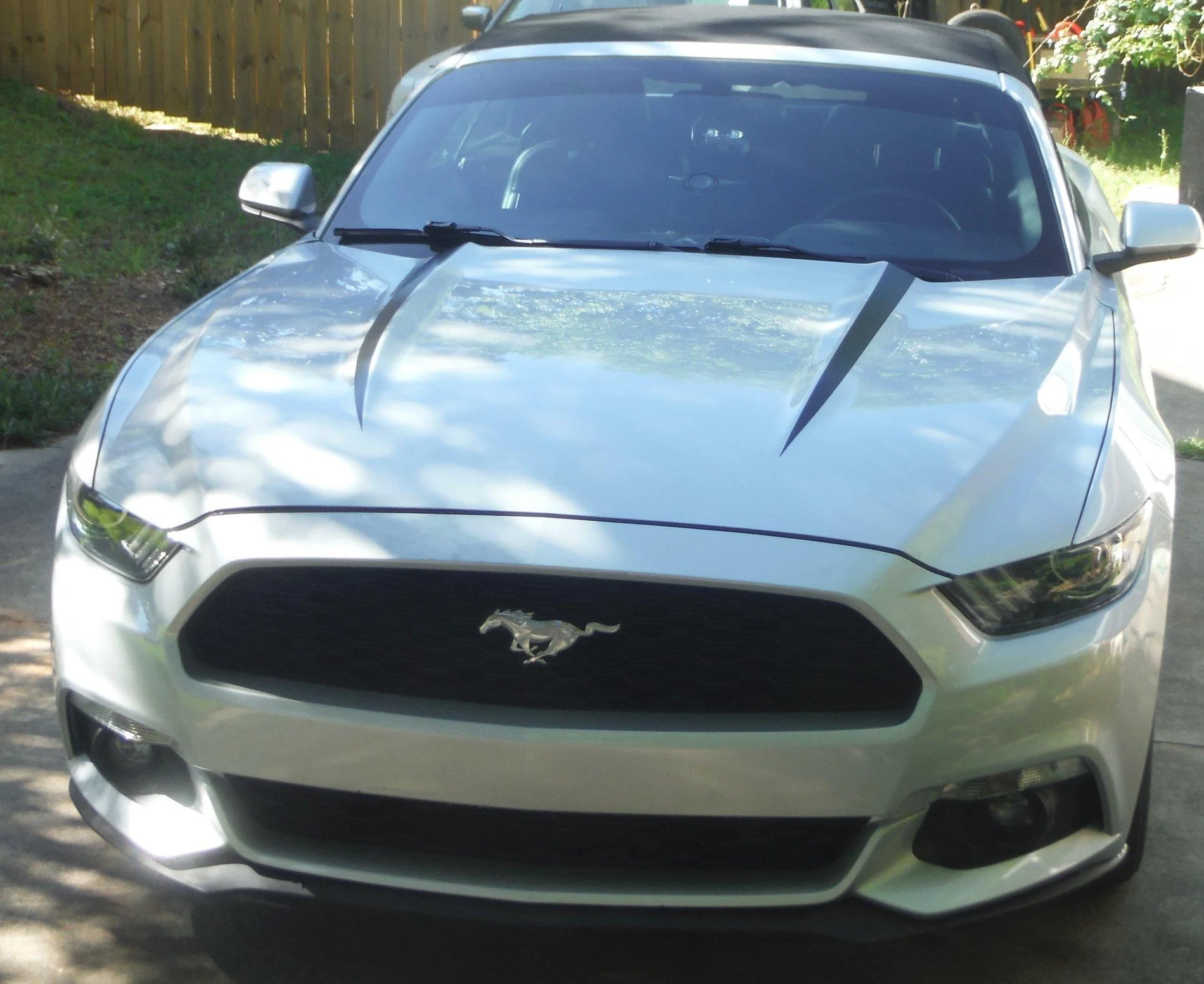 Mustang tint a.webp