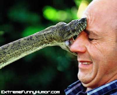 Snake bite.jpg