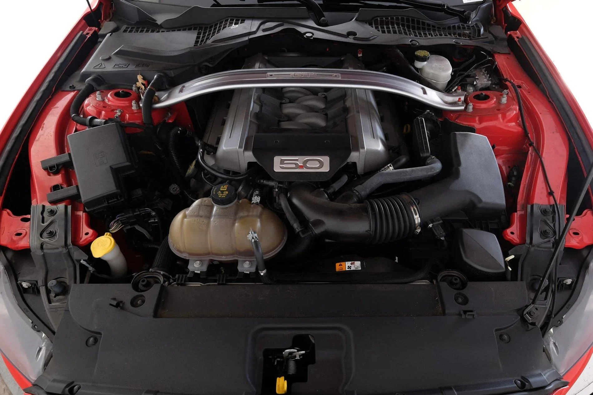 Mustang Picture 8.webp