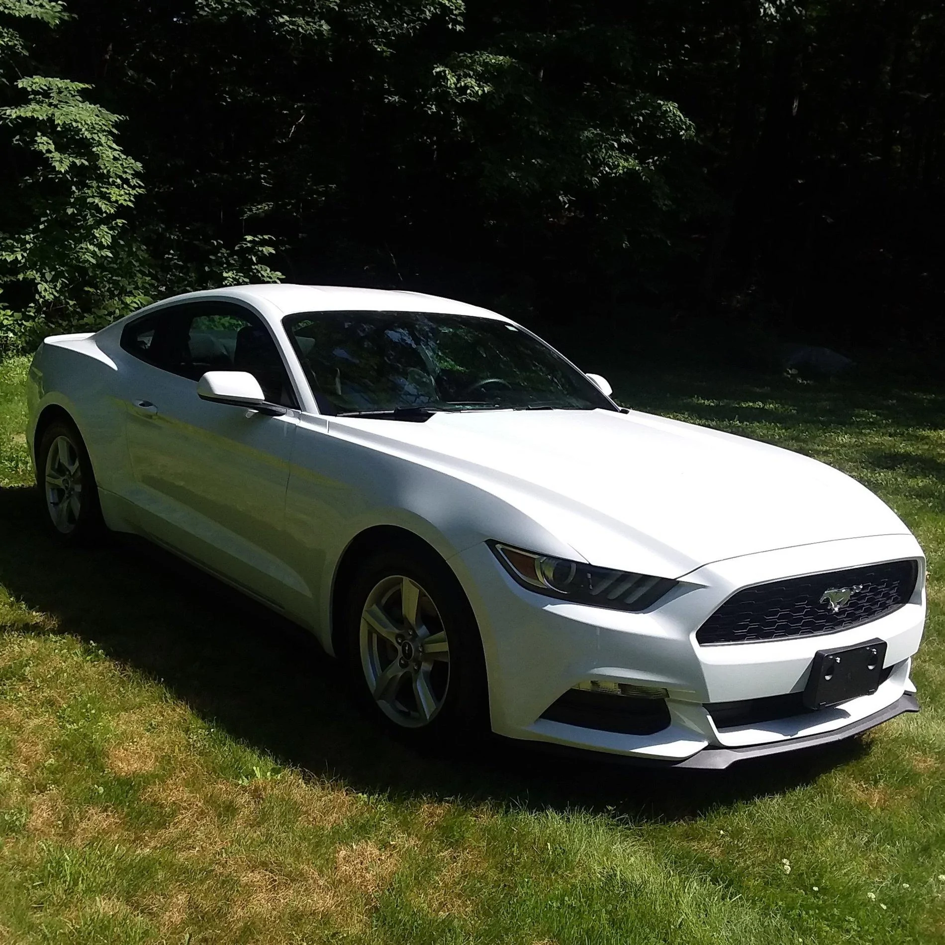 17 Stang.webp