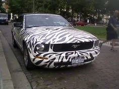 Zebra.webp