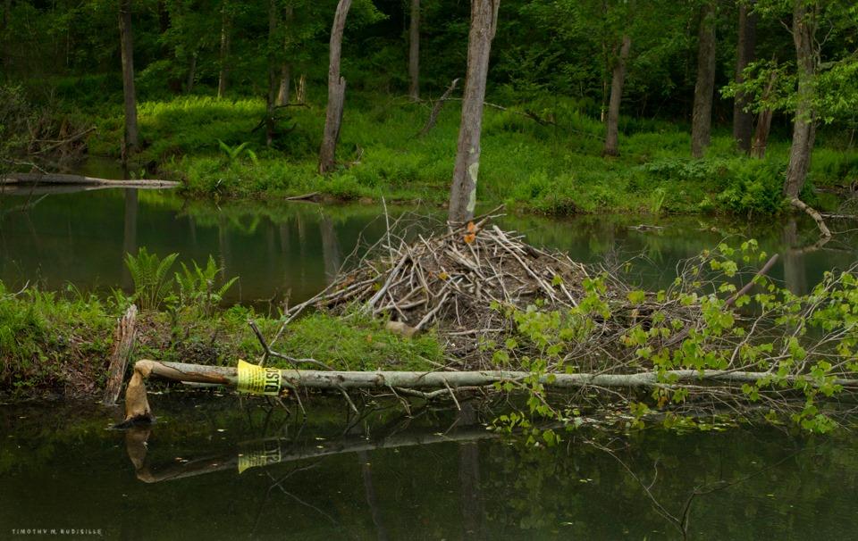 The-beavers-have-chewed-off-the-posted-sign-.jpg