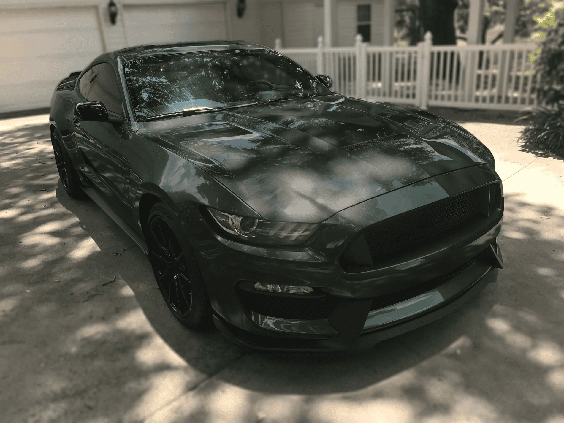 Shellby Bullitt.webp