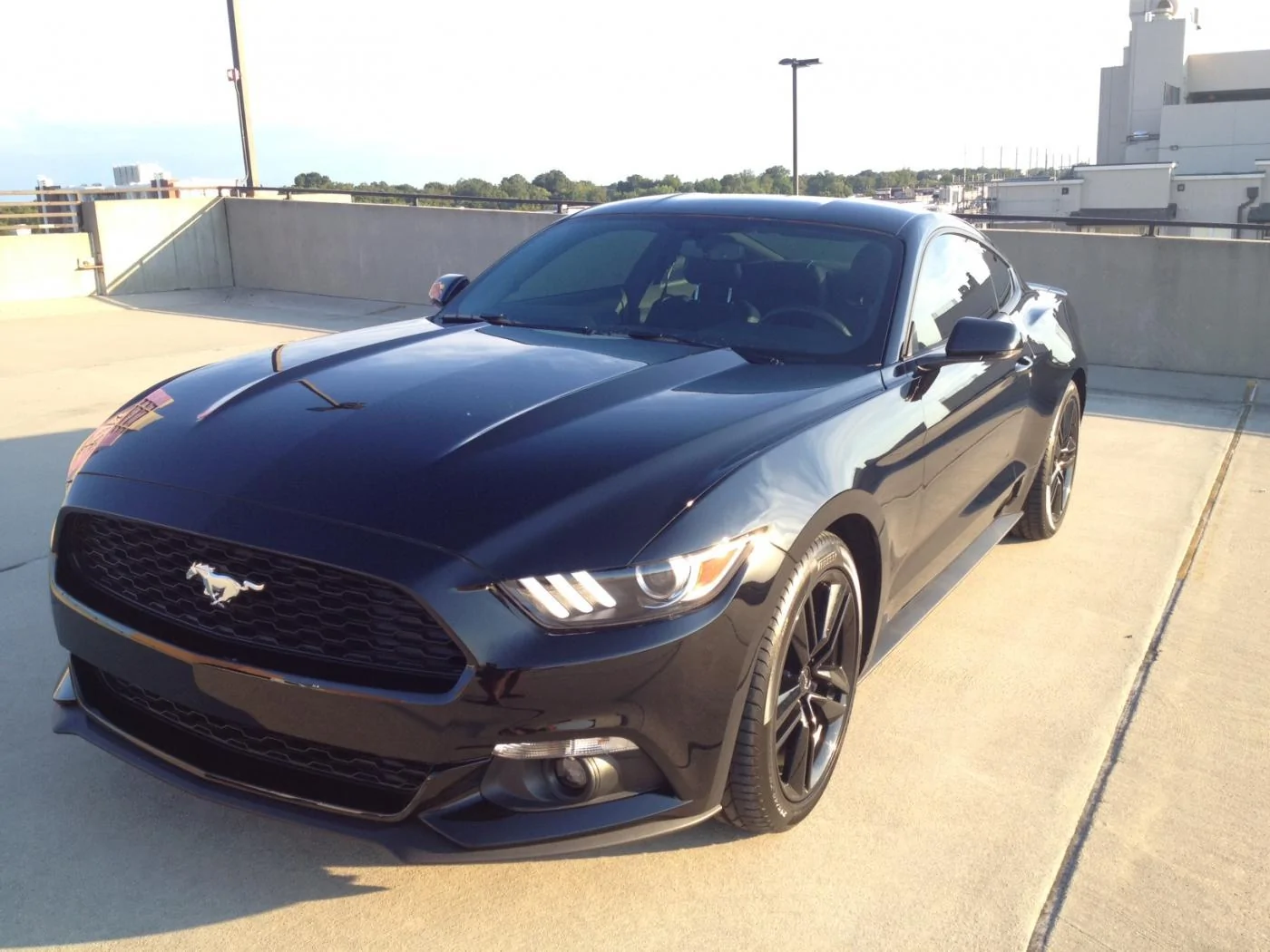 stang1.webp