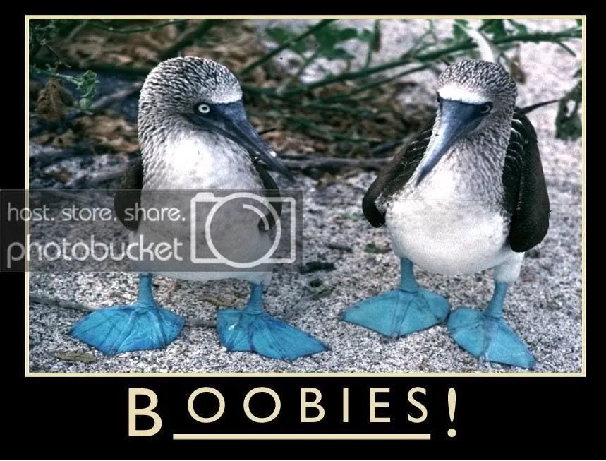 boobie_bird.webp