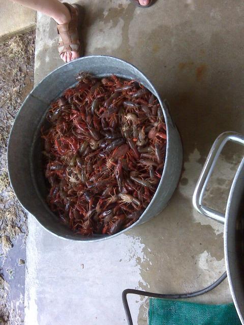 h crawfish.jpg