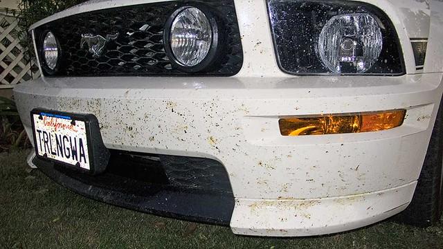 MustangWhiteBugs.jpg
