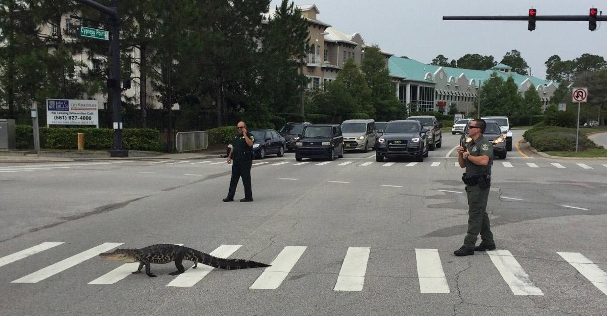 gator-cypress.jpg
