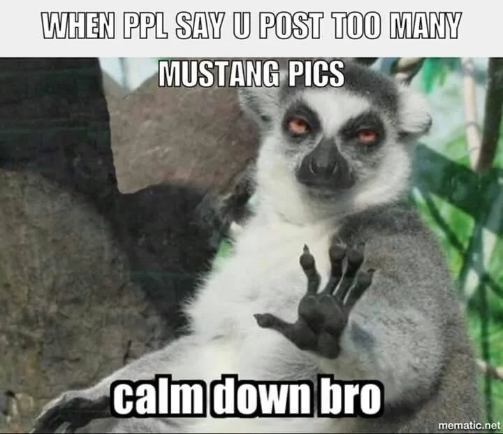 f06613fa3b253bf7a29f118347b229dc--lemurs-so-funny.webp