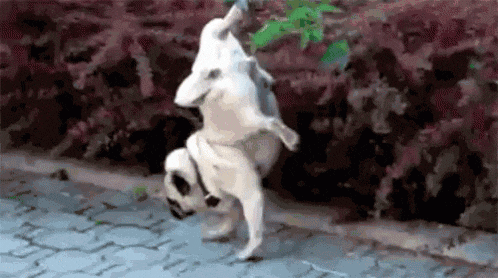 upload_2019-11-2_22-38-6.gif