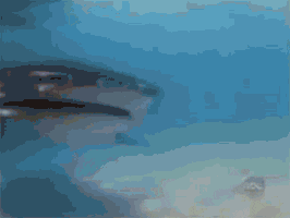 upload_2019-11-14_9-49-1.gif