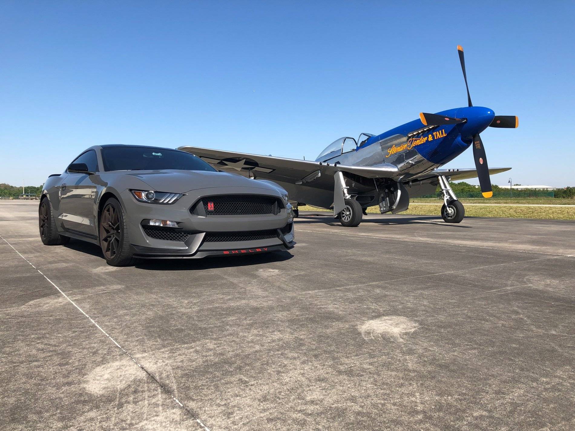 shelby5 (2).jpg