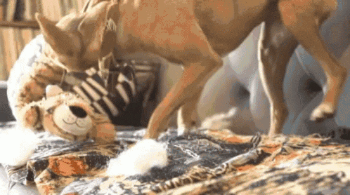 Puppy Shaking Toy.gif