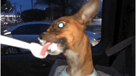 Feeding the Zombie Dog.gif