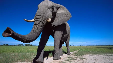 elephant_16x9.webp