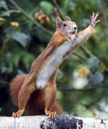 Reaching Squirrel.jpg