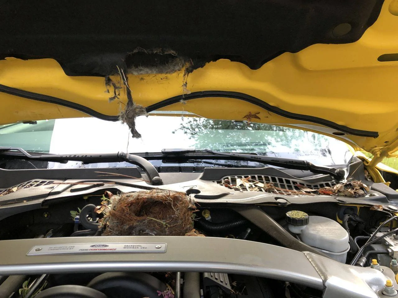 RATS_NEST_small.webp