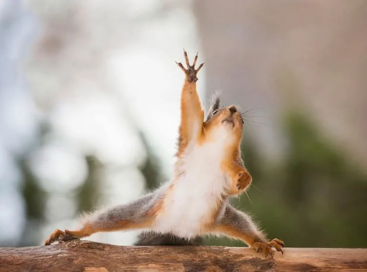 squirrel-reaching-3.webp