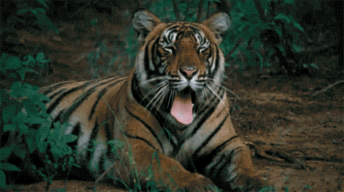 Yawning Tiger.gif