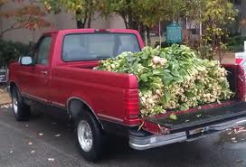 turnip.jpg