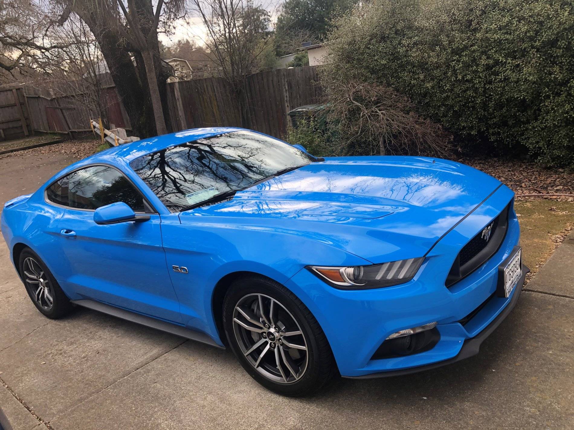 Mustang.jpg