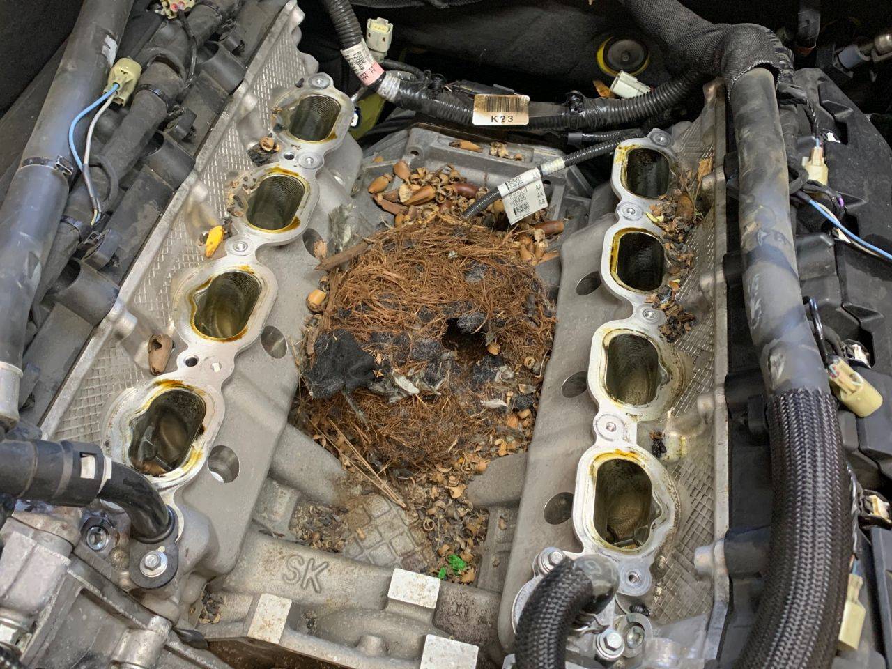 Rats_nest_manifold_small.jpg