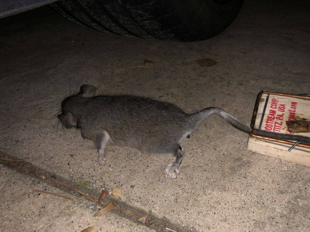 Engine_Rat_Small.jpg