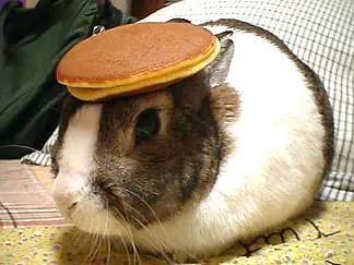 331pancake_rabbit.webp