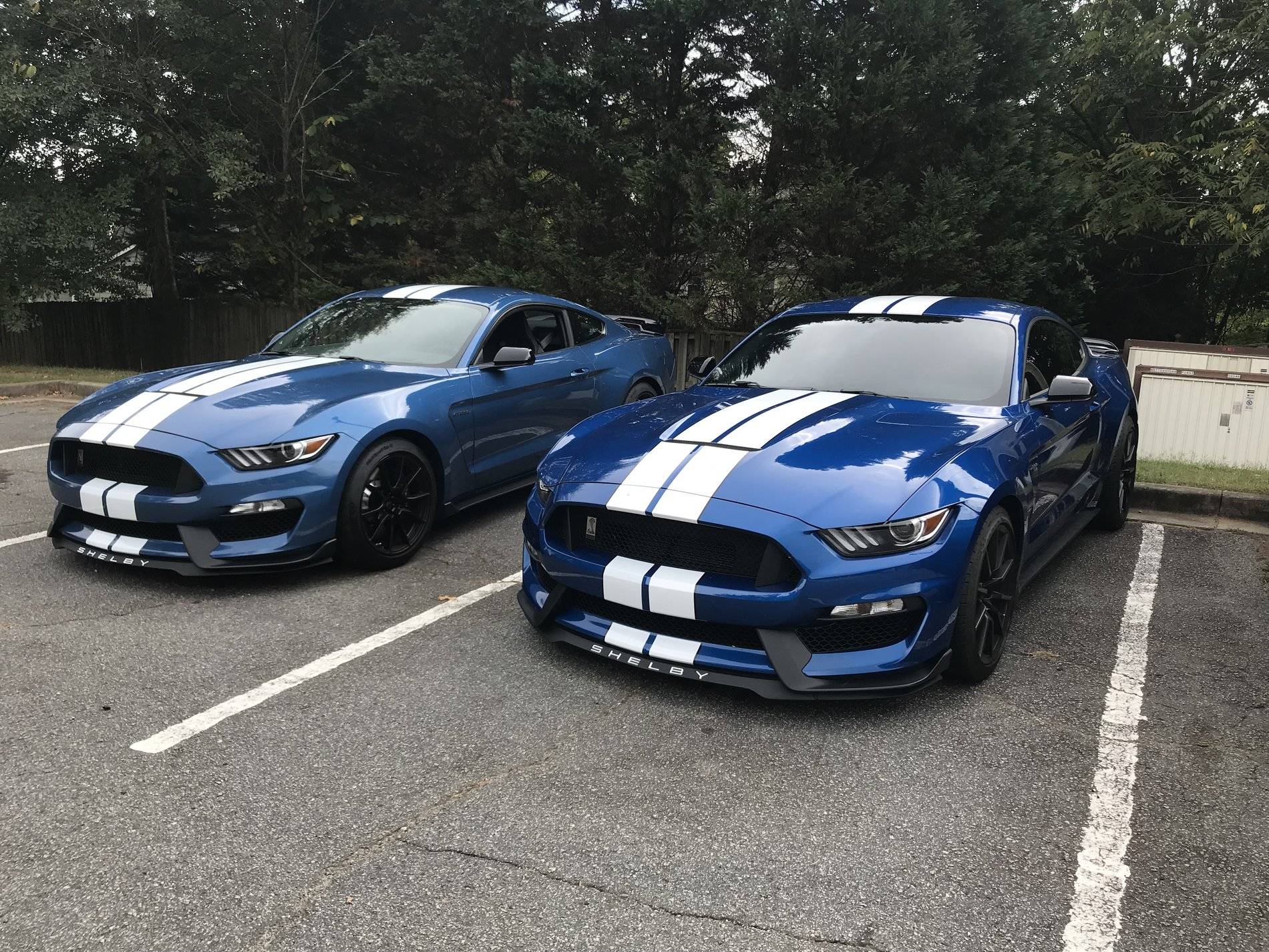 2 Blue Shelbys.jpg