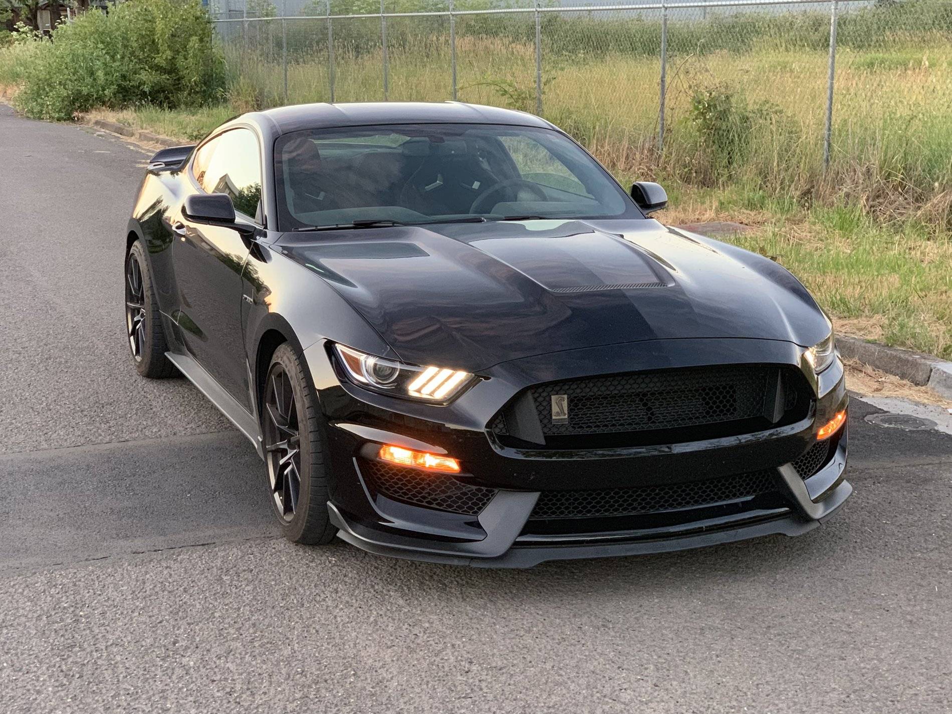 Shelby.jpg