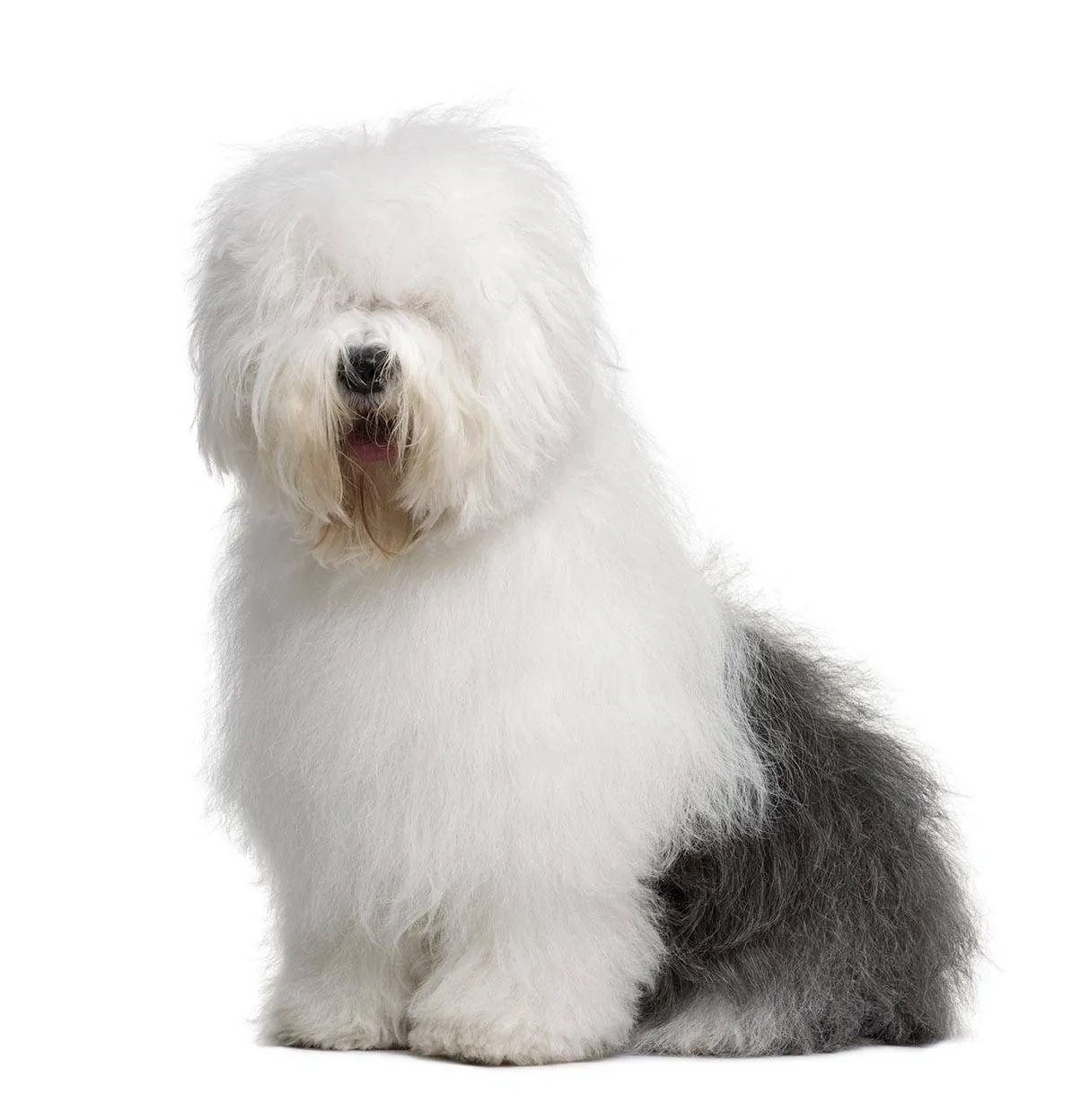 Old-English-Sheep-Dog.webp
