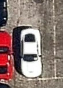 shelby3.webp