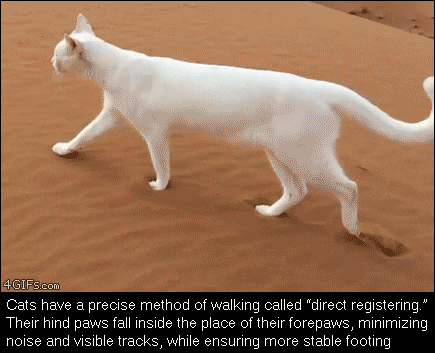 tumblr_oq1w3i84N31tlb56zo1_500.gif
