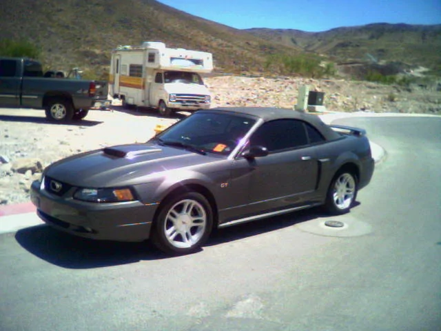 mustang.webp