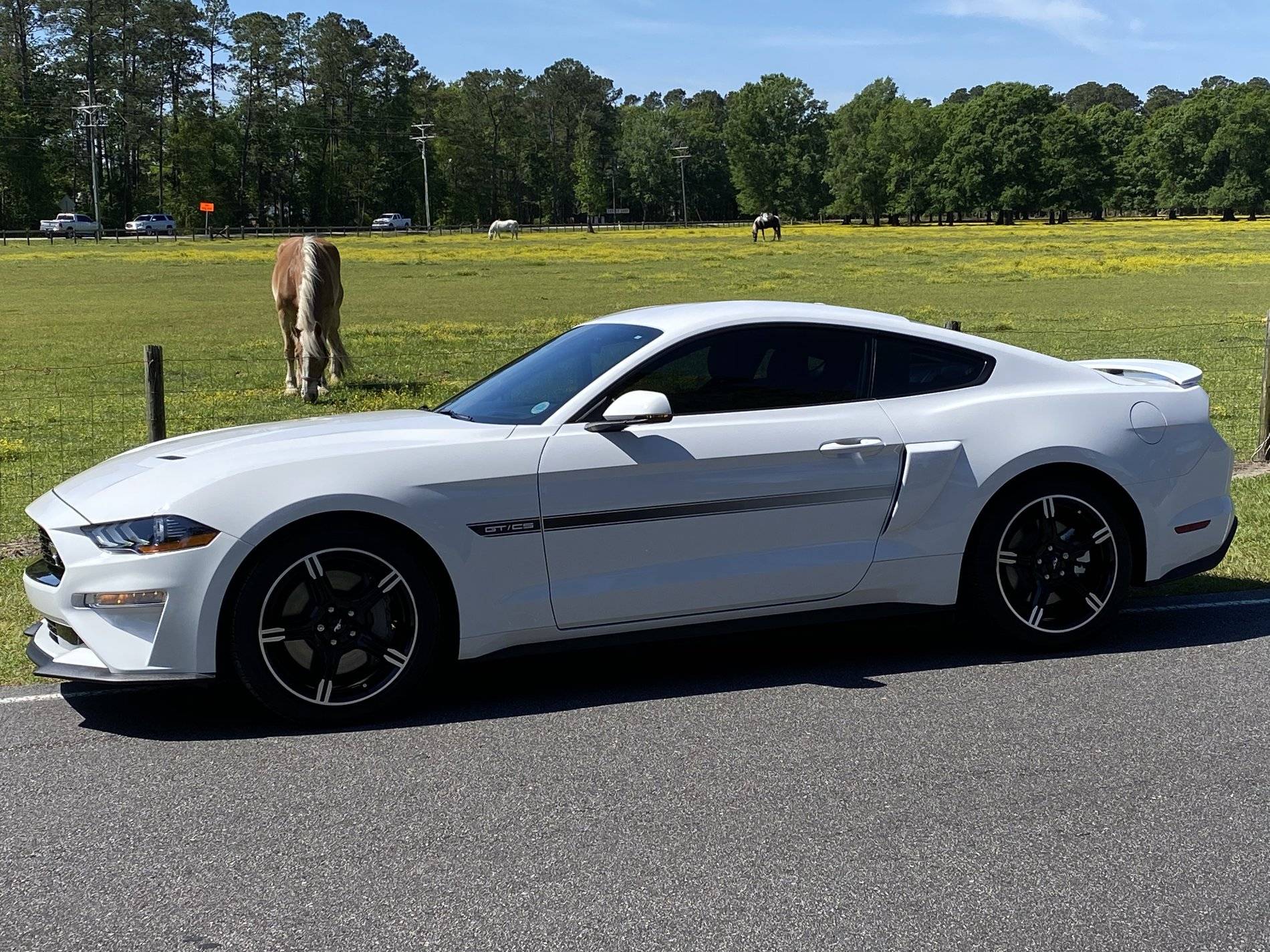 National Mustang Day 4-17-20 2.jpg