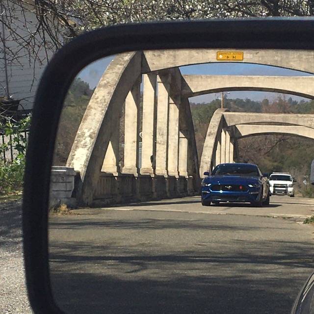 blue stallion 3.jpg